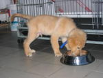 Cova - Golden Retriever Dog