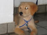 Cova - Golden Retriever Dog