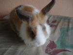 A15 - Angora Rabbit Rabbit