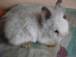 A17 - Angora Rabbit Rabbit