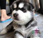 Husky - Husky Dog