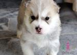 Husky - Husky Dog