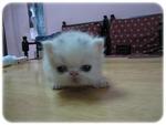 Anugerah - Persian Cat