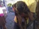 German Shepherd Puppies - German Shepherd Dog Dog