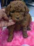 Toy Poodle - Poodle Dog