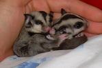 Sugar Glider Baby Pair - Sugar Glider Small & Furry