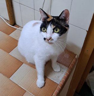 Bubbles - Calico + Domestic Short Hair Cat