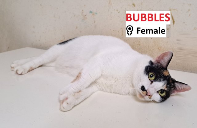 Bubbles - Calico + Domestic Short Hair Cat