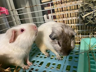 Guinea Pig - Guinea Pig Small & Furry