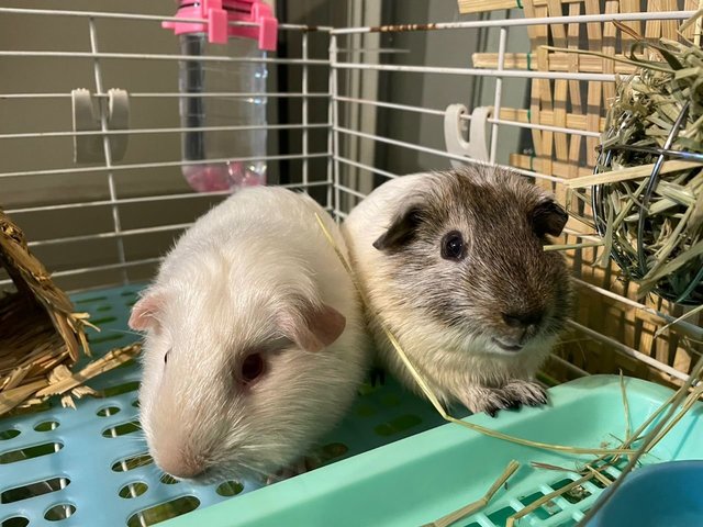 Guinea Pig - Guinea Pig Small & Furry