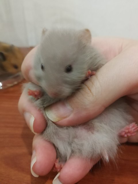 Syrian Hamster  - Syrian / Golden Hamster Hamster