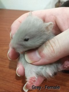 Syrian Hamster  - Syrian / Golden Hamster Hamster