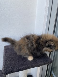 Molly - Persian Cat