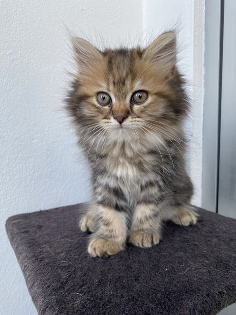 Sandy  - Persian Cat