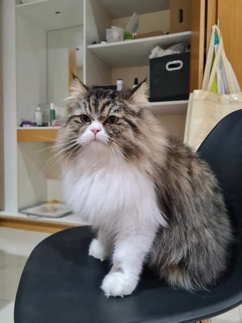 Jelly - Persian + Domestic Long Hair Cat