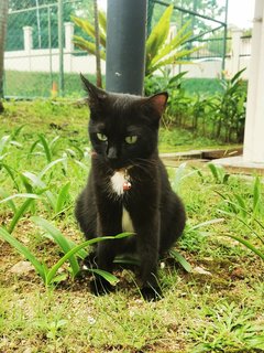 Is This Your Cat?  - Domestic Short Hair Cat