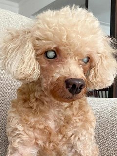 Murphy - Poodle Dog