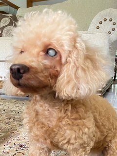 Murphy - Poodle Dog