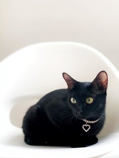 Mama Coco - Domestic Short Hair Cat