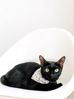 Mama Coco - Domestic Short Hair Cat