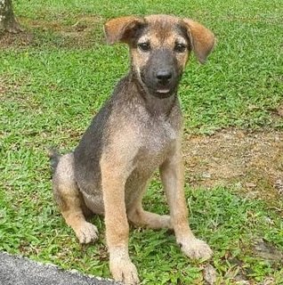 Peanut And Butter - German Shepherd Dog Mix Dog