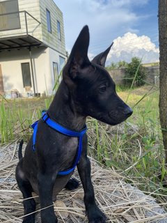 Loyal Blacks - Mixed Breed Dog