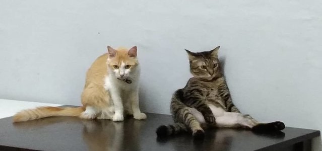 Floof And Tess - Domestic Short Hair Cat