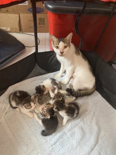 Hazel - Calico Cat