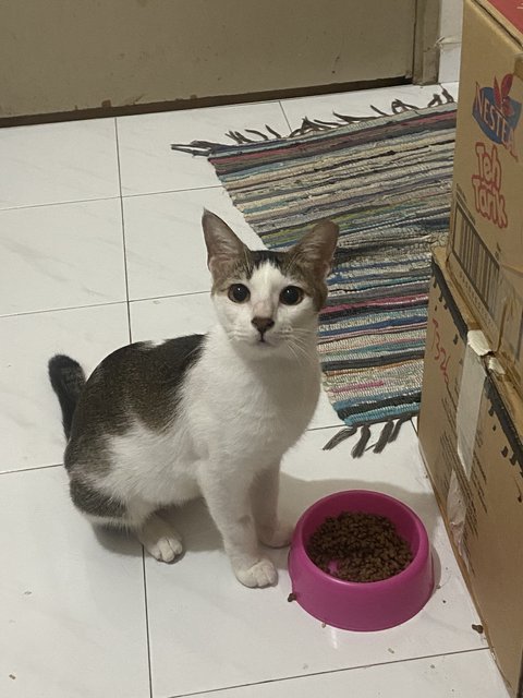 Hazel - Calico Cat