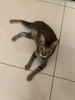 Mia - Domestic Short Hair Cat