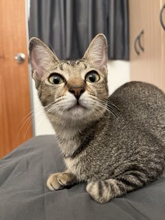 Mia - Domestic Short Hair Cat