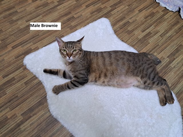 Brownie - Tabby + Domestic Short Hair Cat