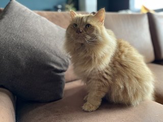 Lio - Domestic Long Hair + Persian Cat