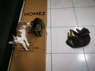 Jane, Hei Hei And Mimi - Domestic Short Hair Cat