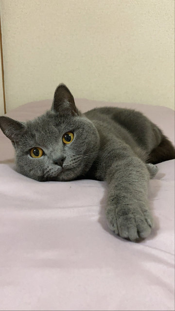 Mikaela - British Shorthair Cat