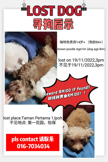 PF122064 - Poodle Dog