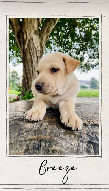 Breeze - Mixed Breed Dog