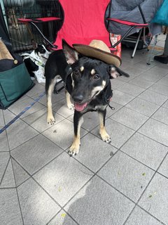 Charcoal - Mixed Breed Dog