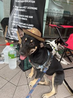 Charcoal - Mixed Breed Dog