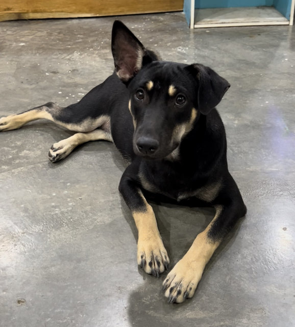 Charcoal - Mixed Breed Dog