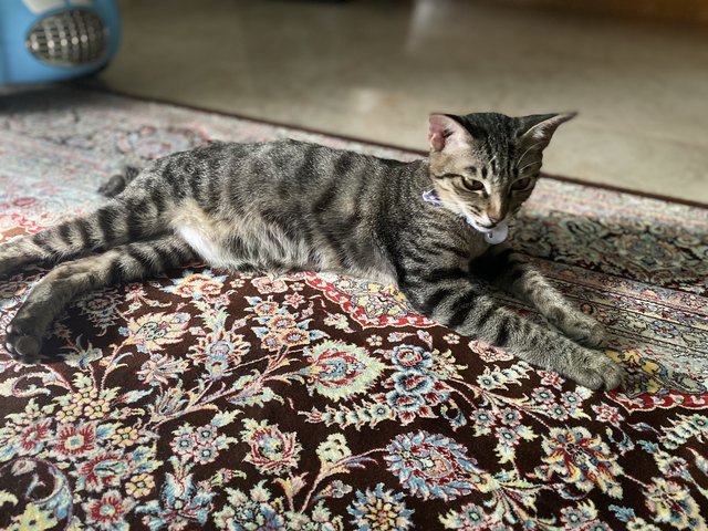 Jaan - Domestic Short Hair + Tabby Cat