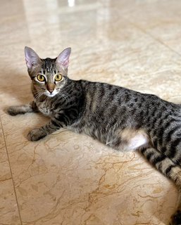 Jaan - Domestic Short Hair + Tabby Cat