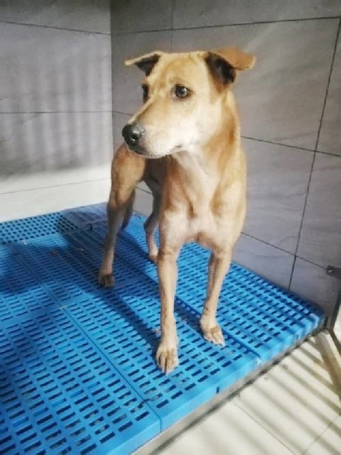 Roxanne (Spayed) - Mixed Breed Dog