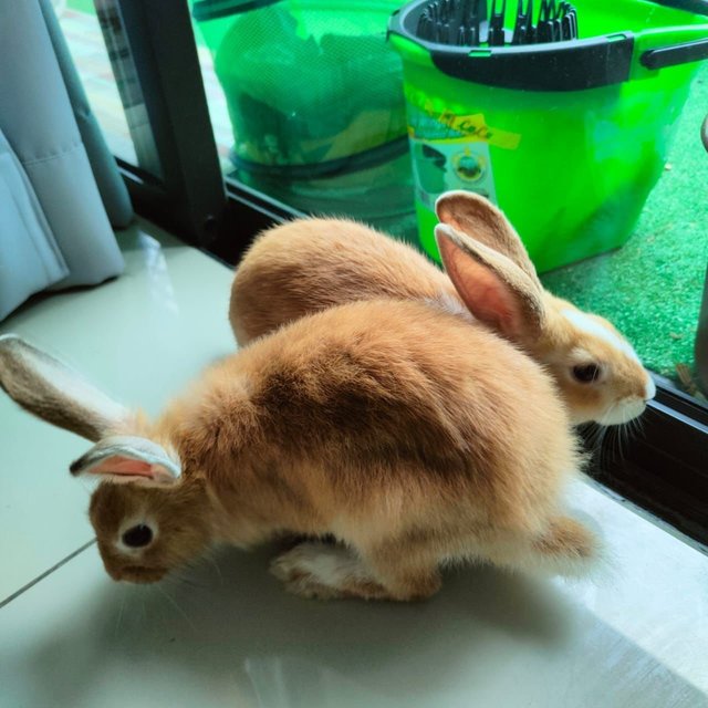 Mark And Maxy - Mini-Lop Rabbit