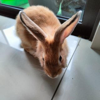 Mark And Maxy - Mini-Lop Rabbit