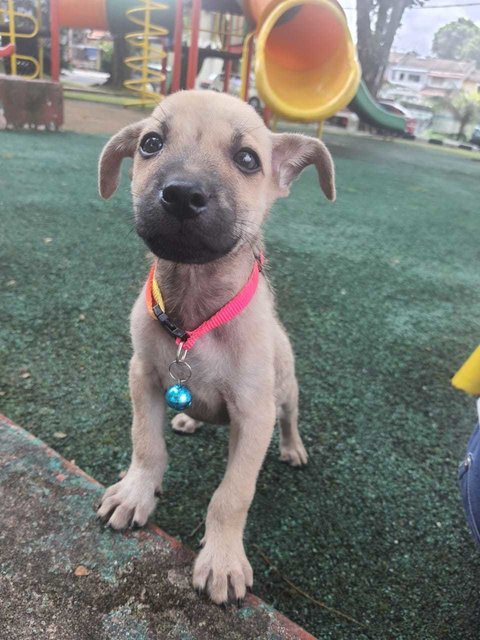Lucky. - Black Mouth Cur Mix Dog