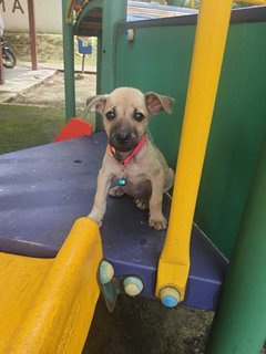 Lucky. - Black Mouth Cur Mix Dog