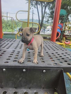 Lucky. - Black Mouth Cur Mix Dog