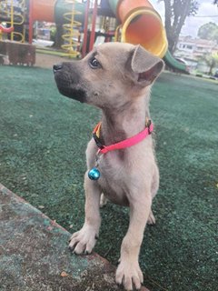 Lucky. - Black Mouth Cur Mix Dog
