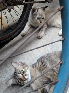 Tam &amp; Horlick &amp; Milo - Domestic Medium Hair + Siamese Cat